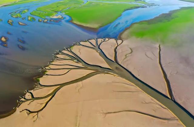 鄱阳湖水位下降，惊现巨型“大地之树”,再次刷新最早进入低枯水期记录